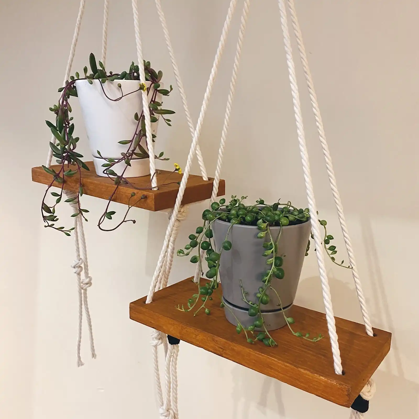 Thumbnail: Plant Shelfie