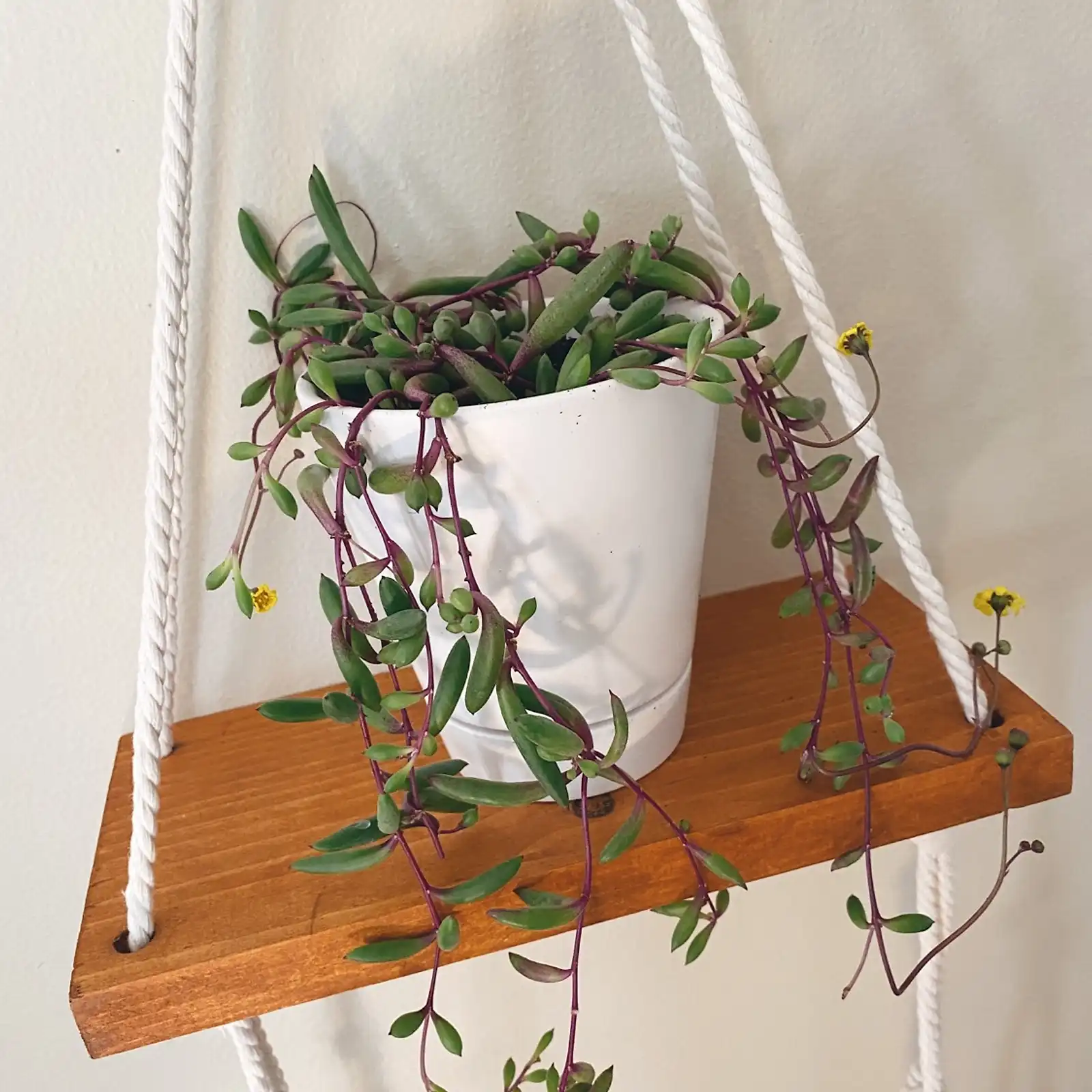 Thumbnail: Plant Shelfie