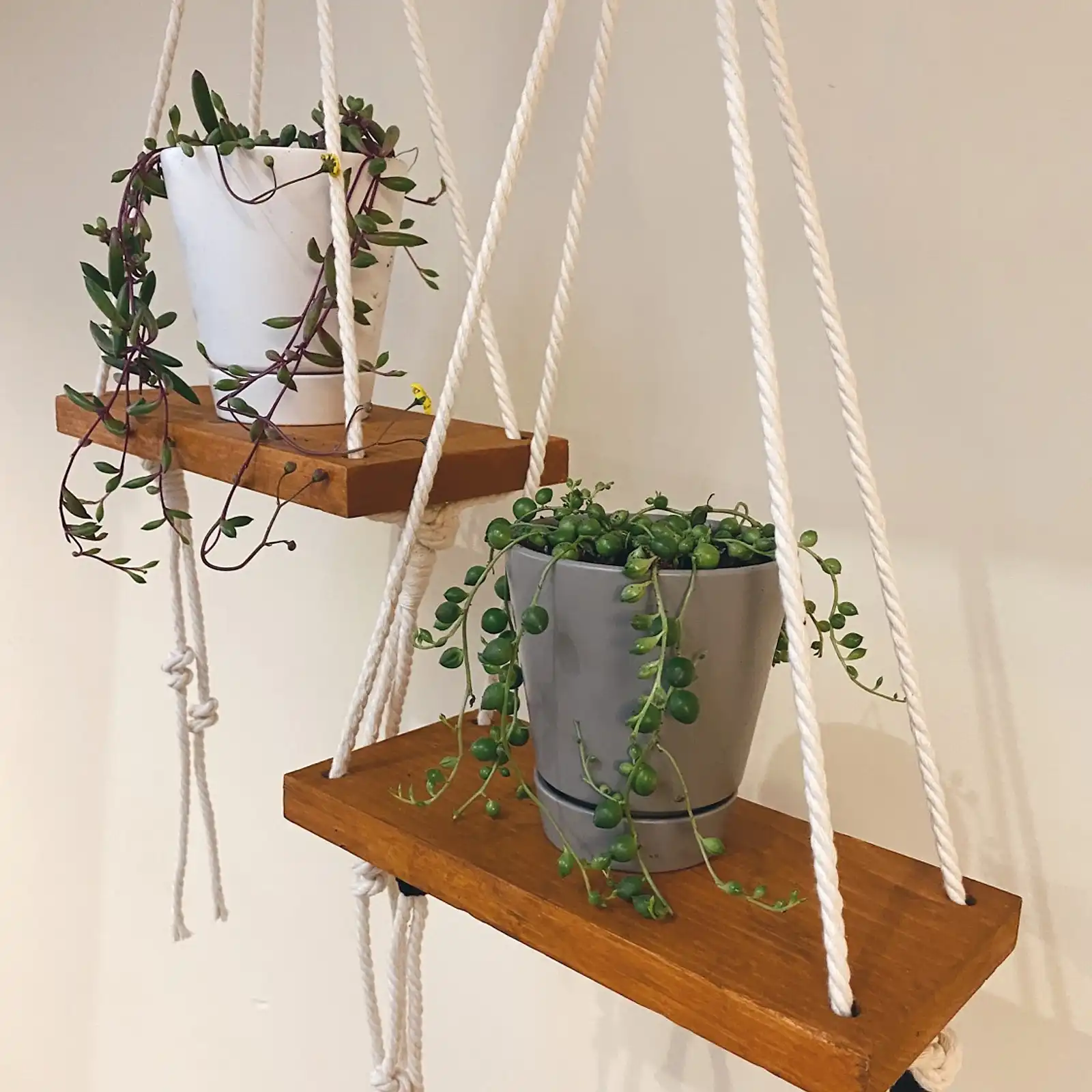 Thumbnail: Plant Shelfie