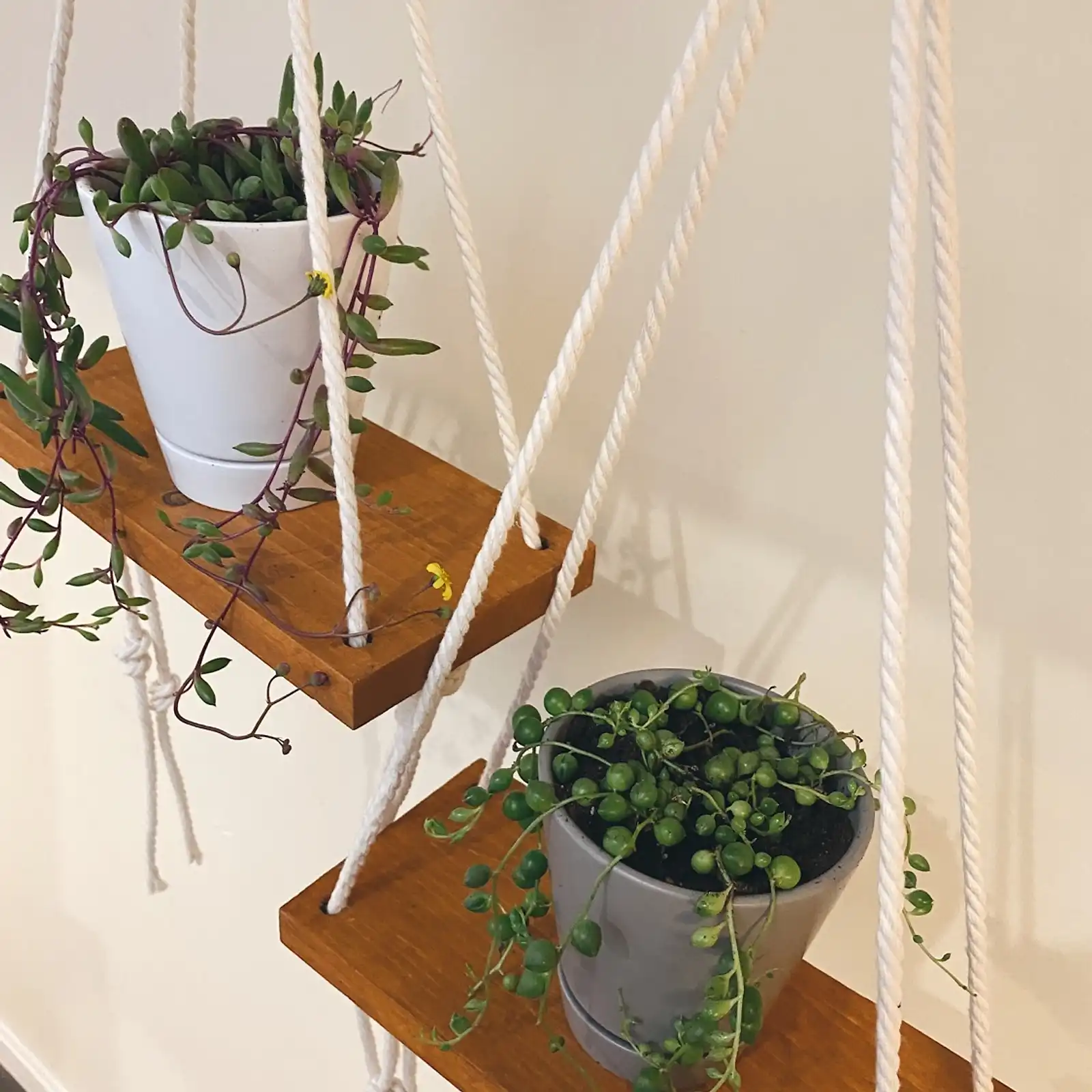 Thumbnail: Plant Shelfie