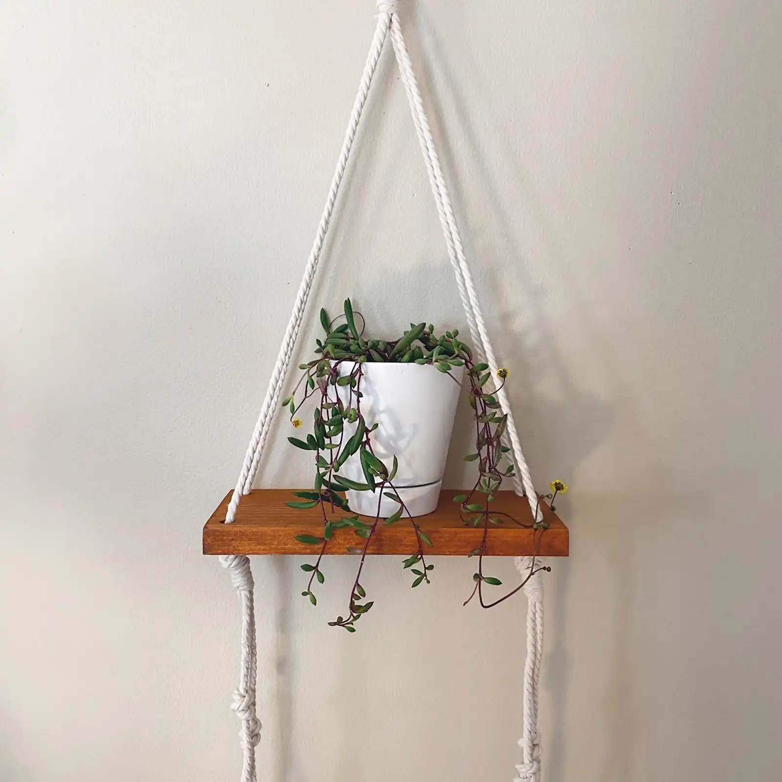 Thumbnail: Plant Shelfie