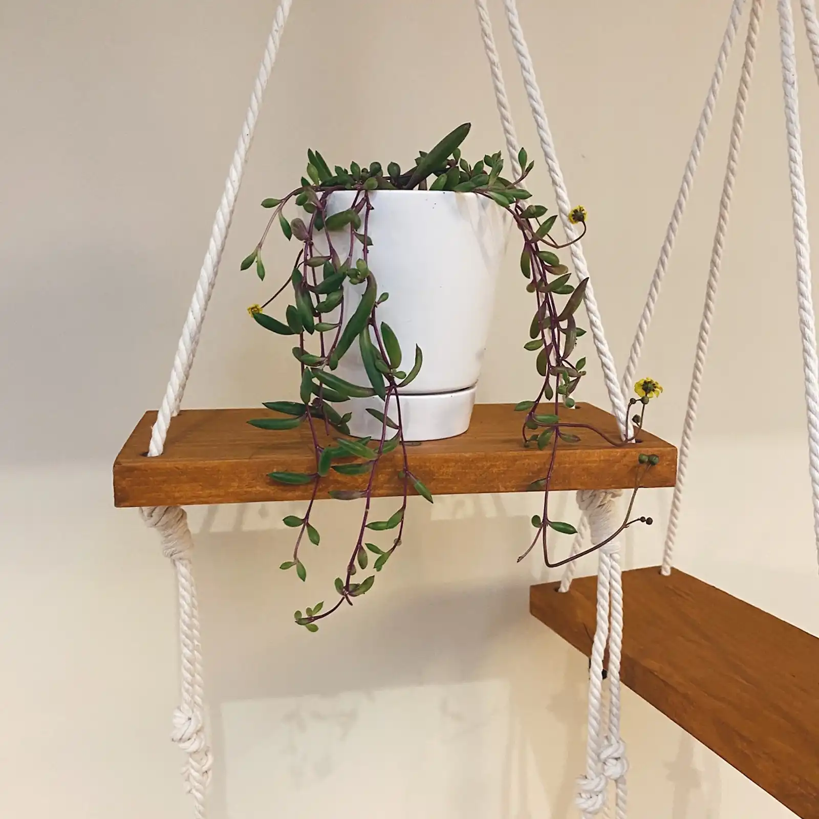 Thumbnail: Plant Shelfie