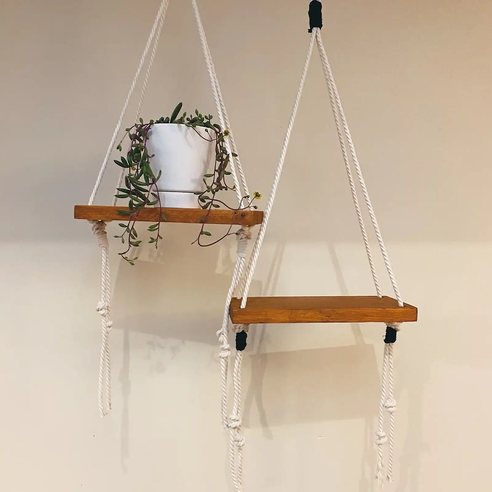 Thumbnail: Plant Shelfie