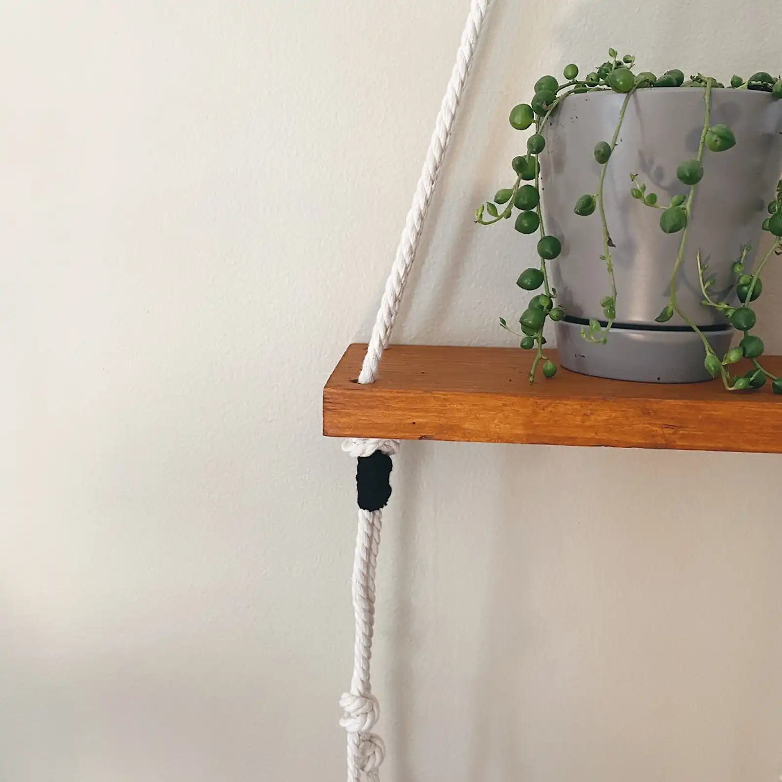 Thumbnail: Plant Shelfie