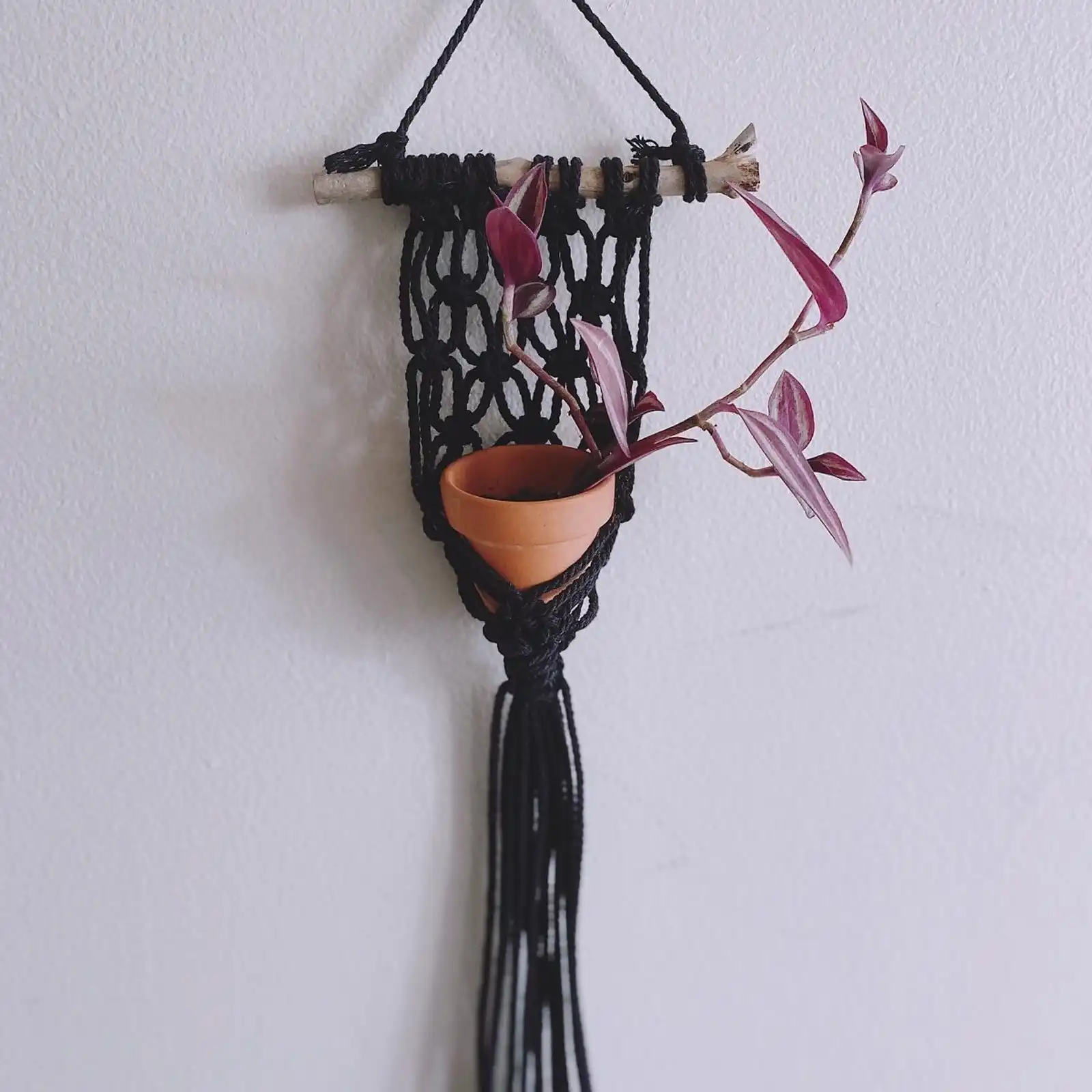 Thumbnail: Fisherman's Net Air Plant Hanger 