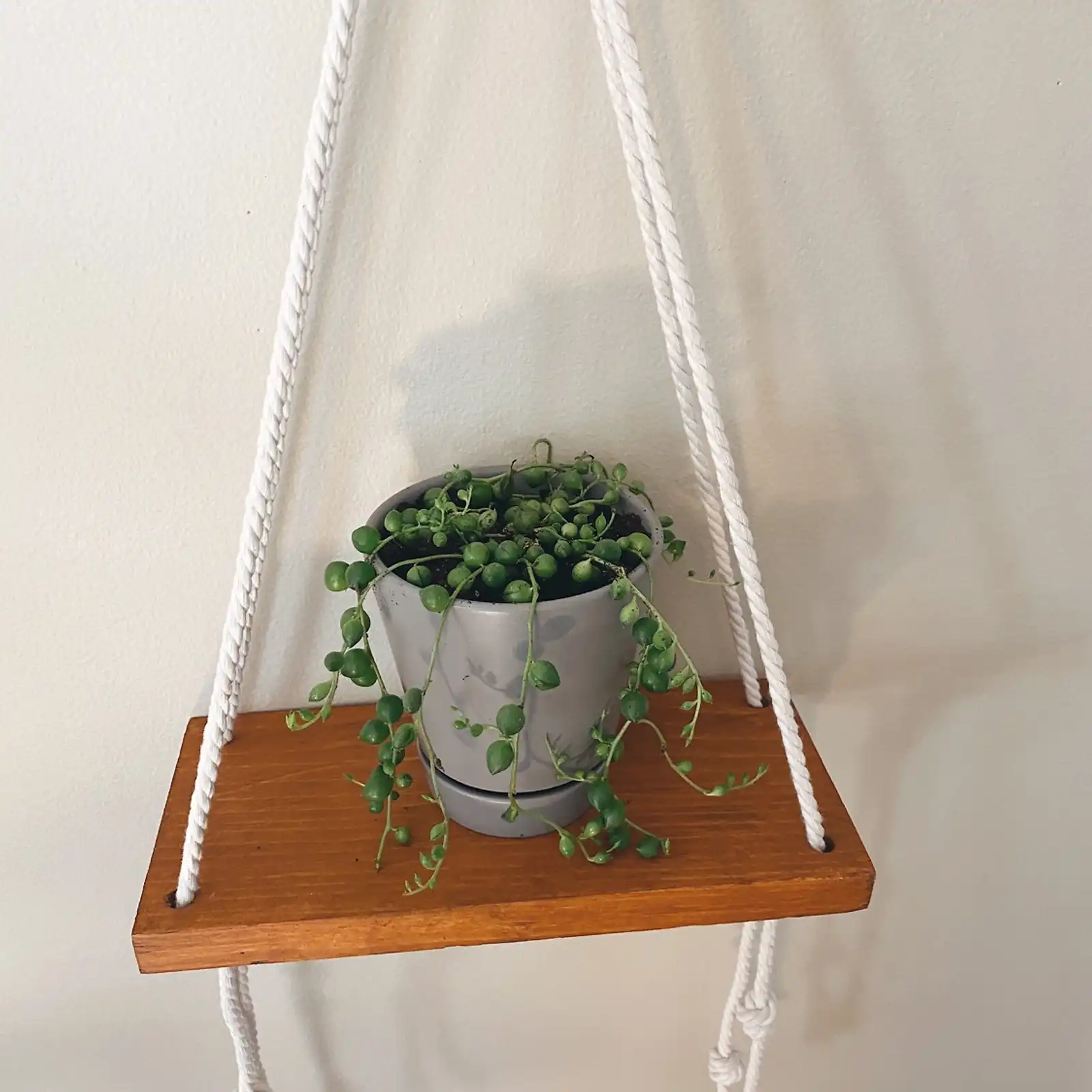 Thumbnail: Plant Shelfie