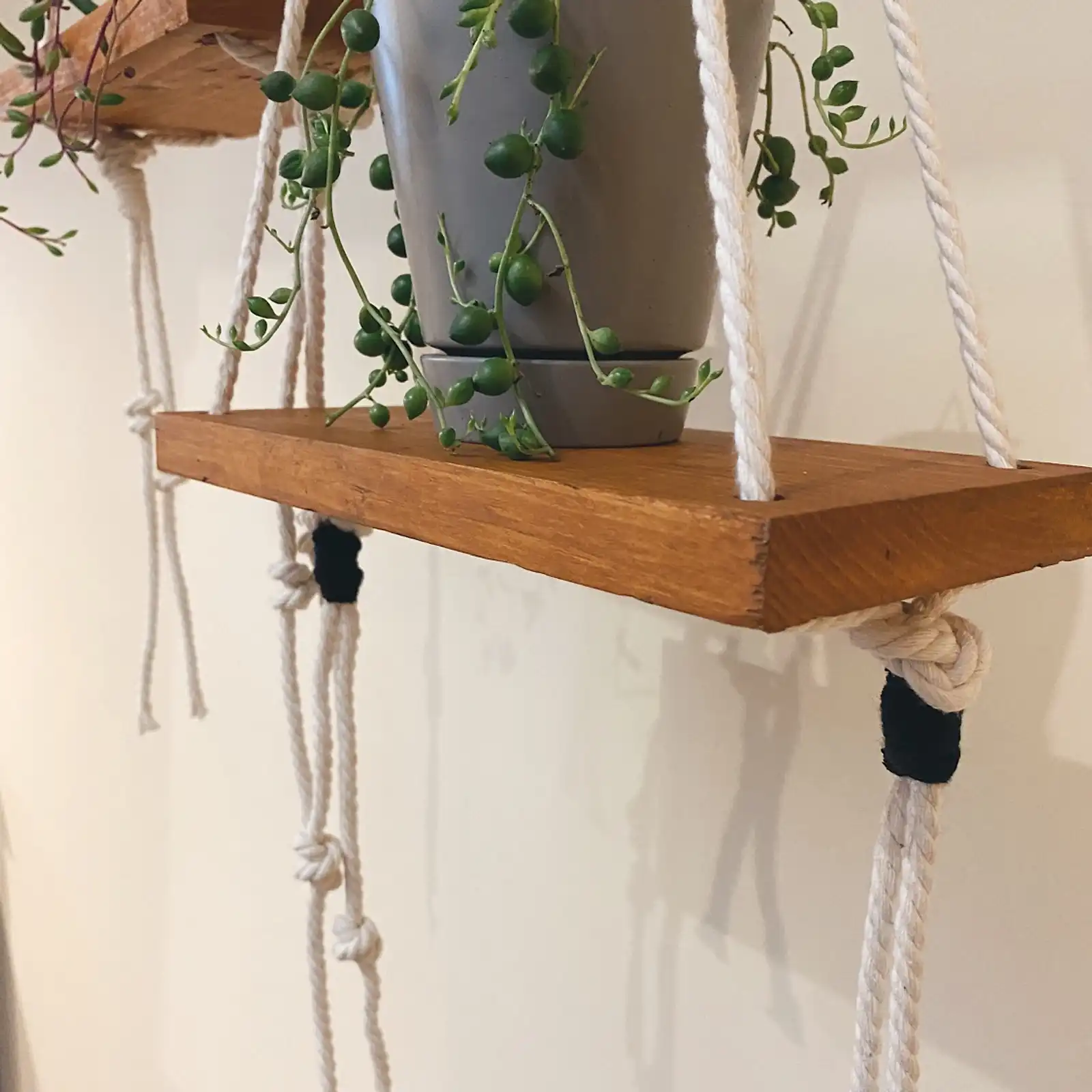 Thumbnail: Plant Shelfie