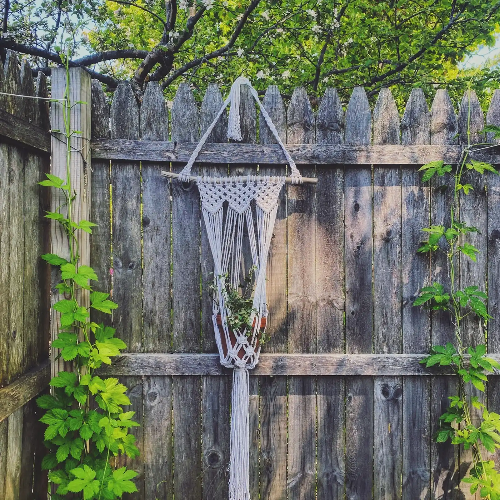 Thumbnail: Peace Driftwood Plant Hanger