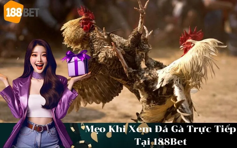 Mẹo Khi Xem Đá Gà Trực Tiếp Tại 188Bet